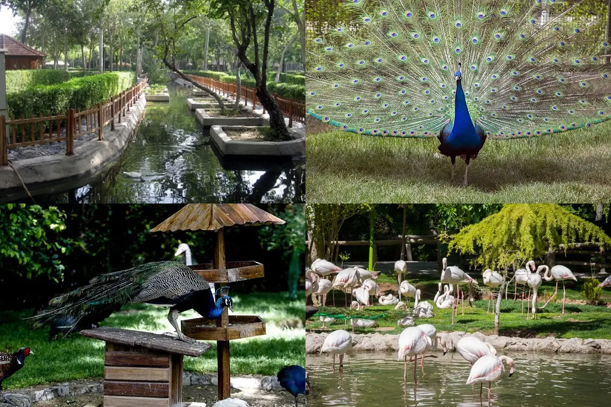 باغ پرندگان اصفهان | میزبان بلیط